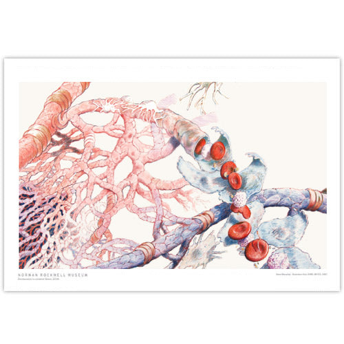David Macaulay: Blood Vessels Signed Print